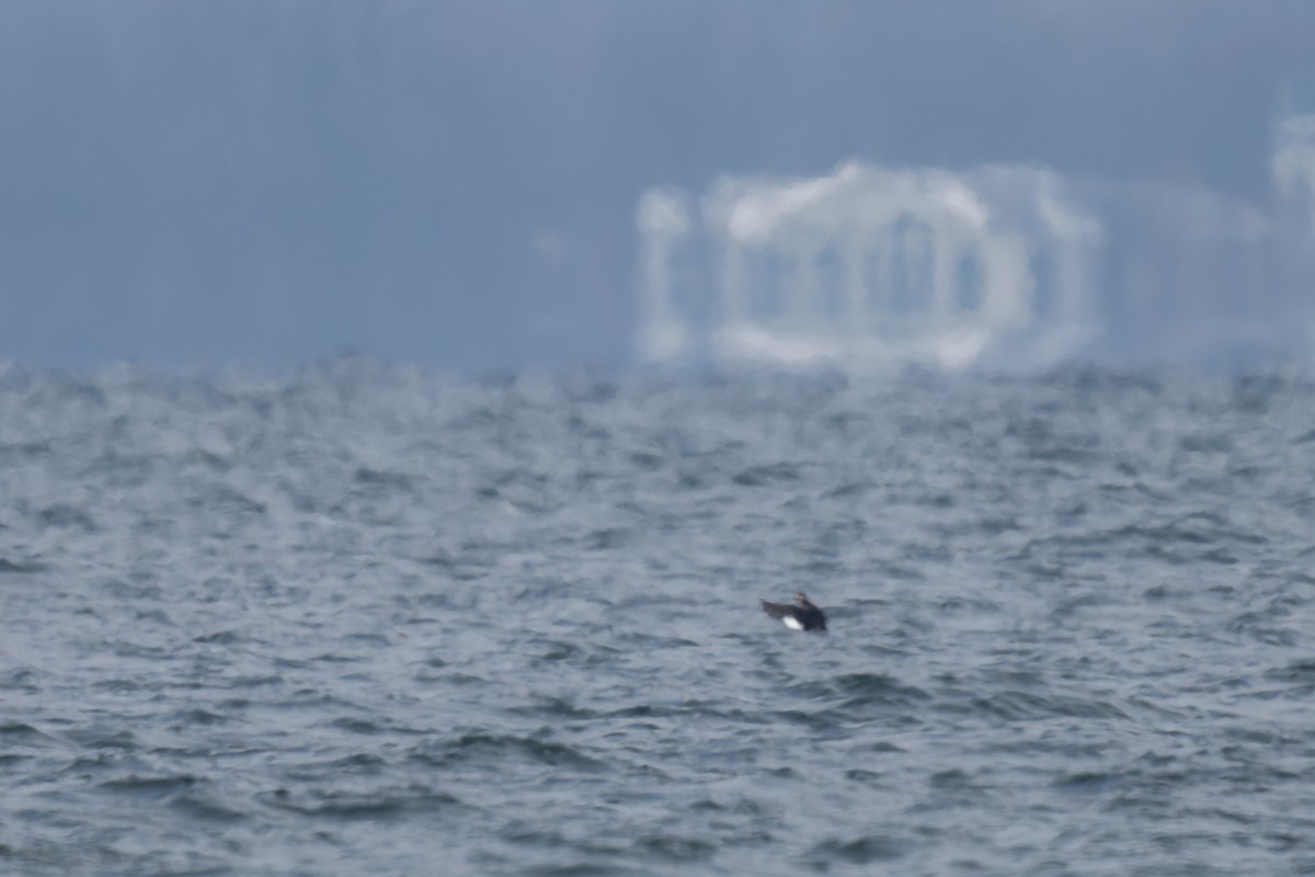 White-winged Scoter - ML646885313