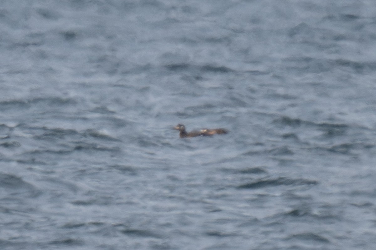 White-winged Scoter - ML646885314