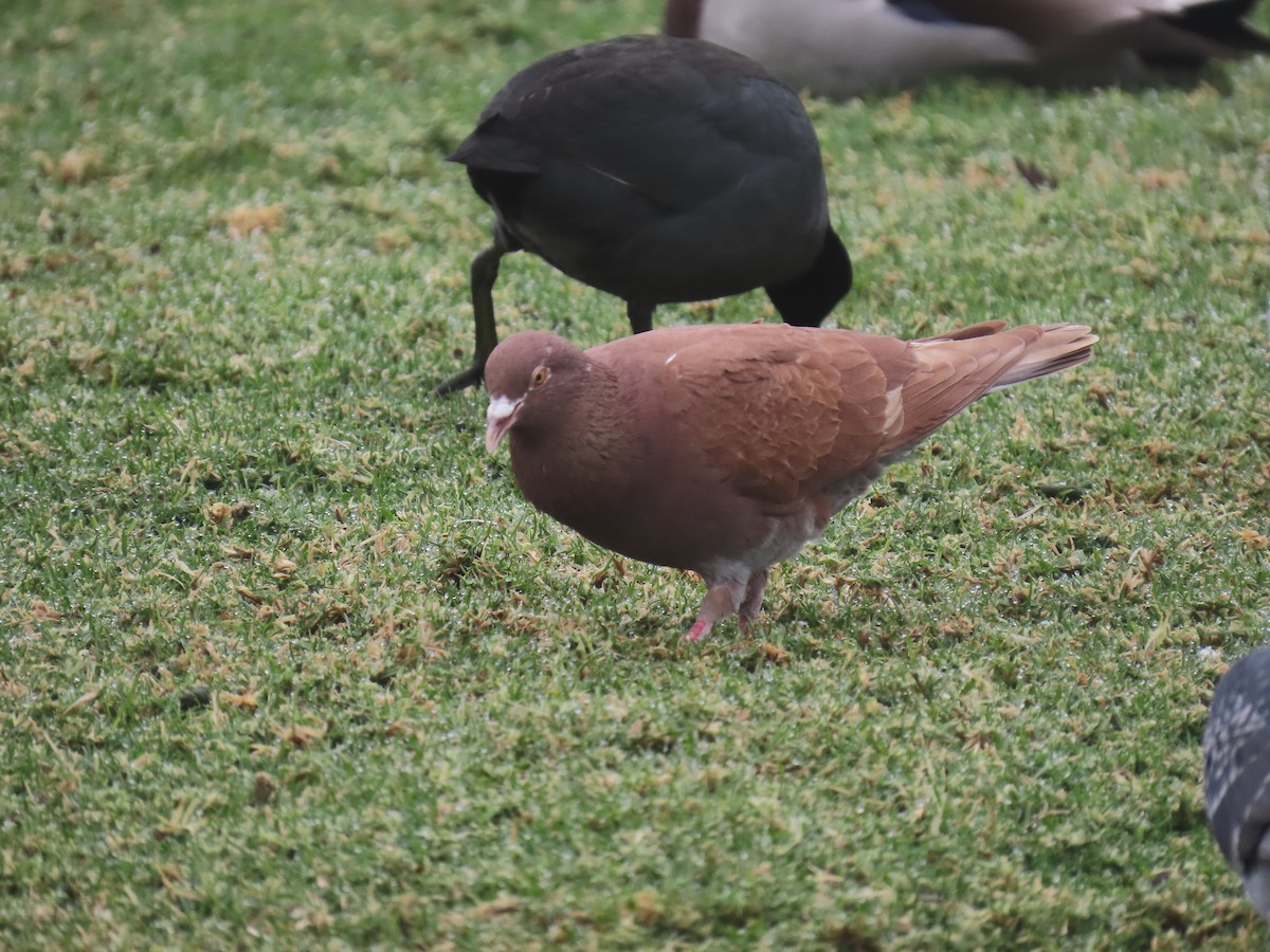 Haitz-usoa (etxekoa) - ML646885316