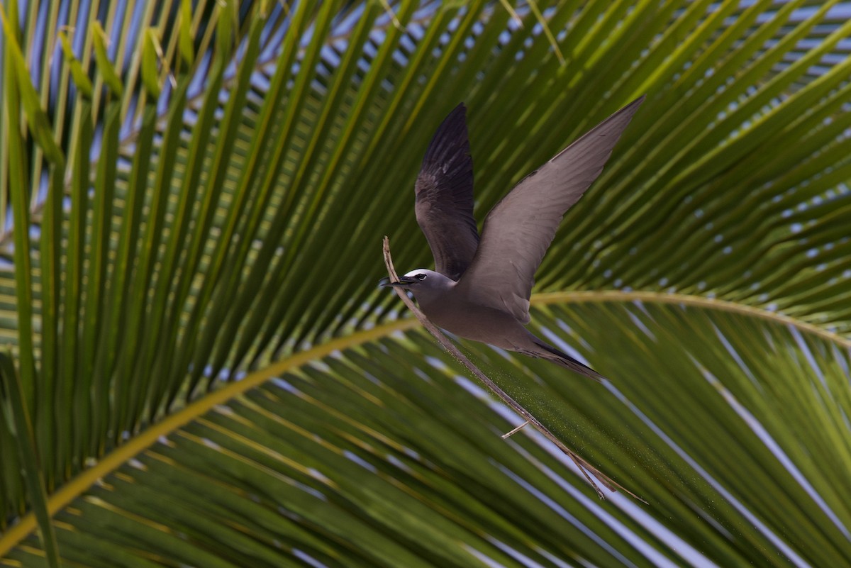 Nodi handia - ML646885319