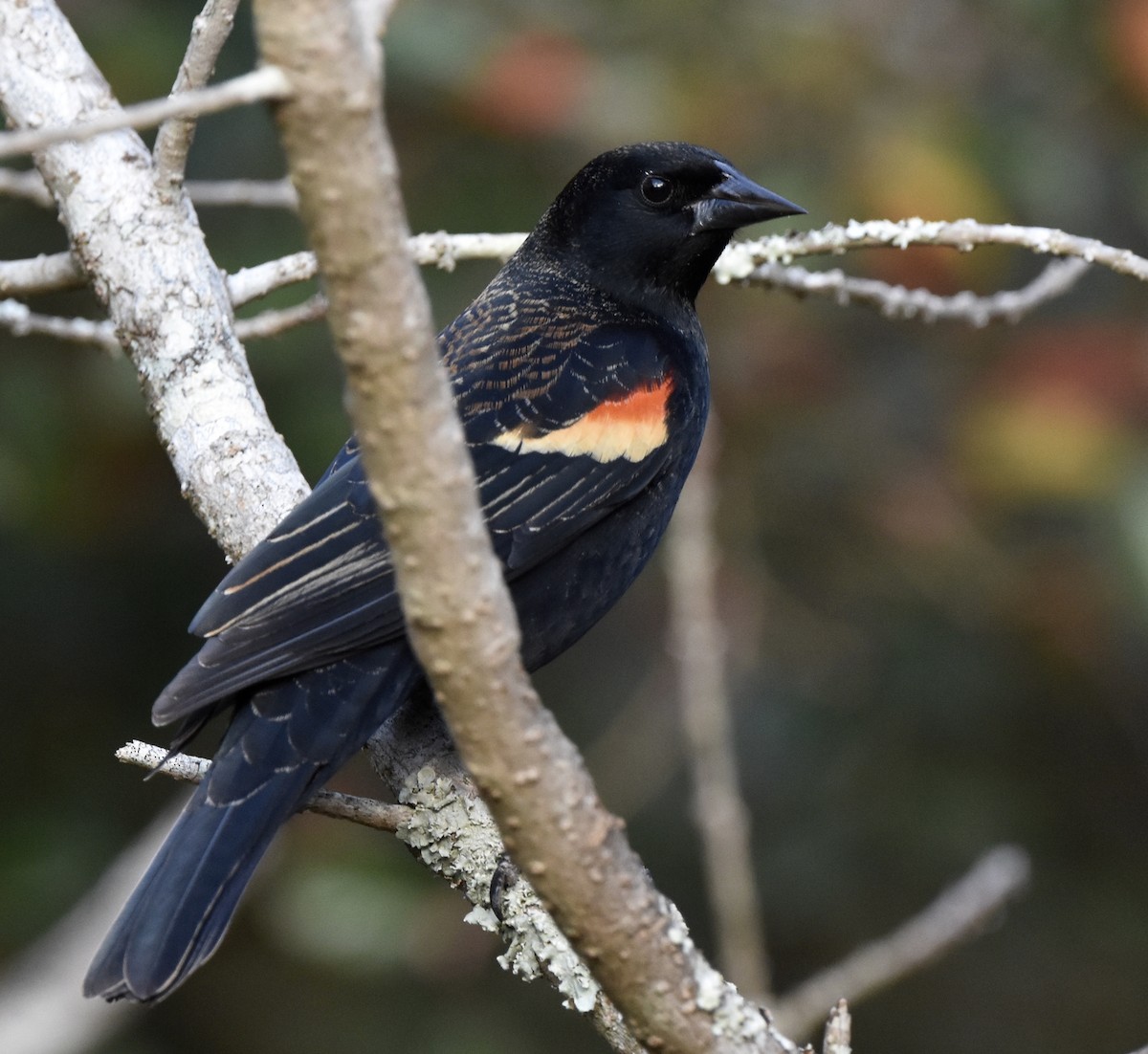 Carouge à épaulettes - ML646885320