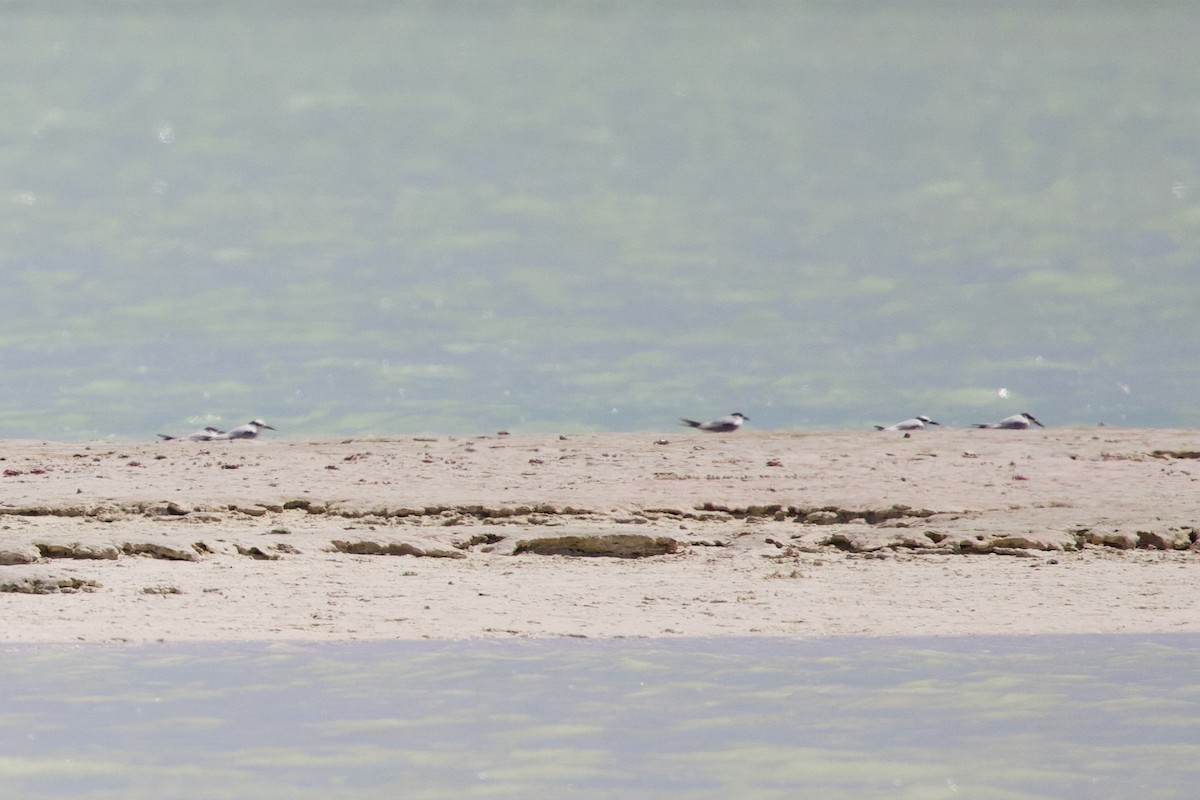 Saunders txenadatxoa - ML646885322