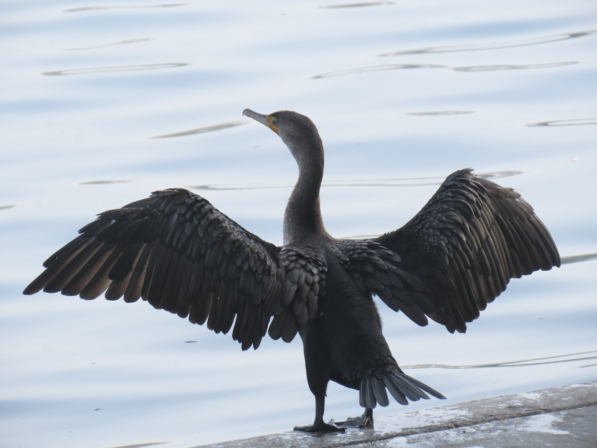 Ubarroi belarriduna - ML646885323