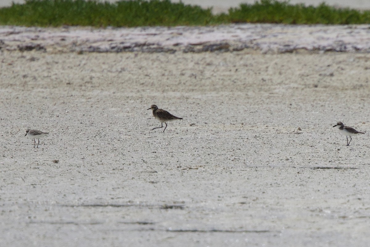 Urre-txirri siberiarra - ML646885329