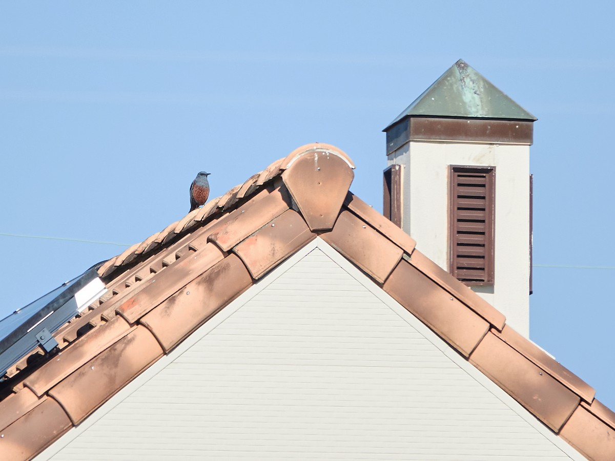 Blue Rock-Thrush (philippensis) - ML646885330