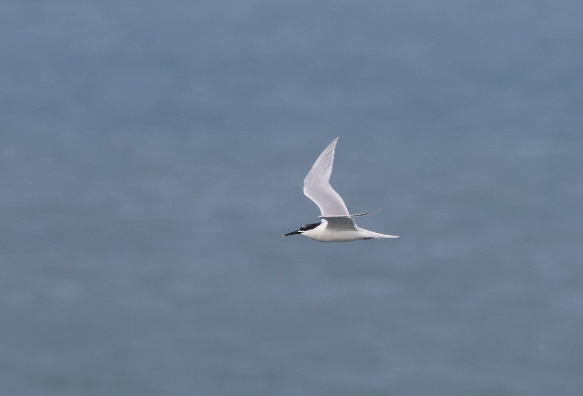 Sandwich Tern - ML646885332