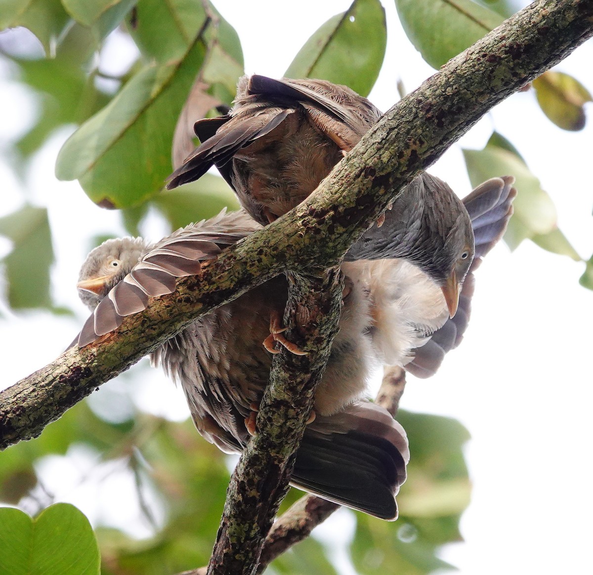 Yellow-billed Babbler - ML646885333