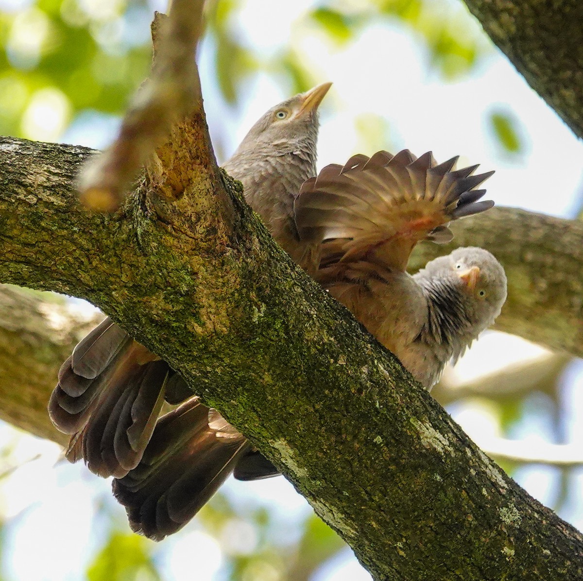 Yellow-billed Babbler - ML646885334