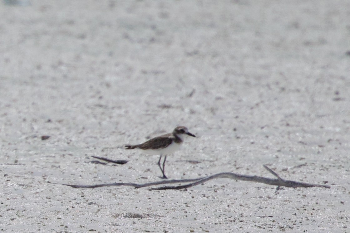 Leschenault txirritxoa - ML646885335