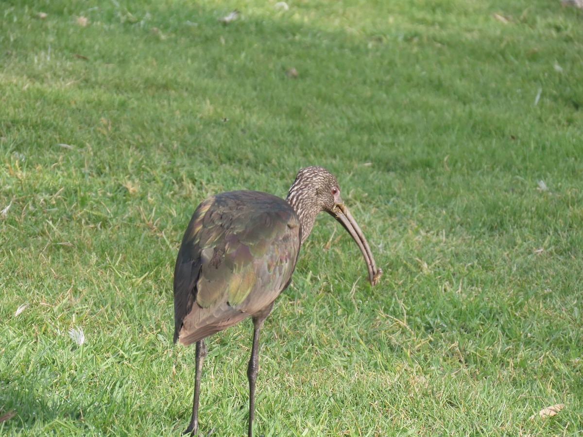 Beltzaran musuzuria - ML646885336