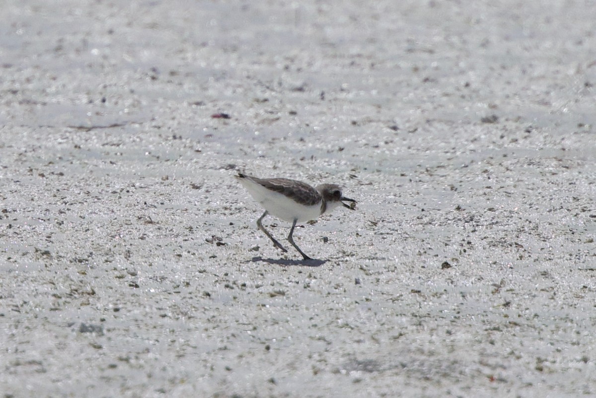 Leschenault txirritxoa - ML646885339