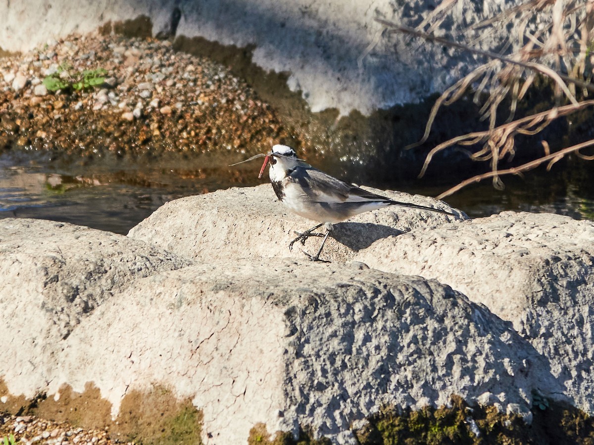 Lavandera Blanca (Japonesa) - ML646885340