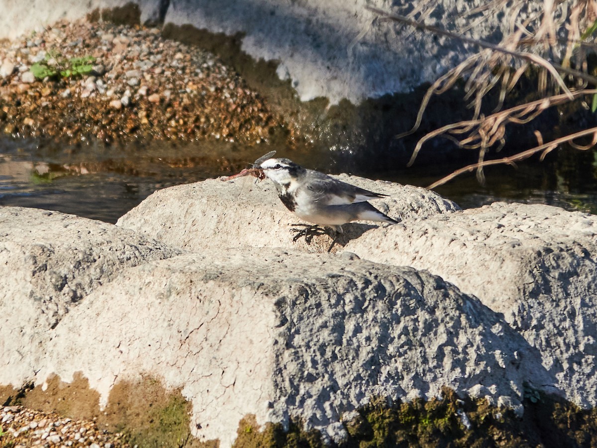 Lavandera Blanca (Japonesa) - ML646885341