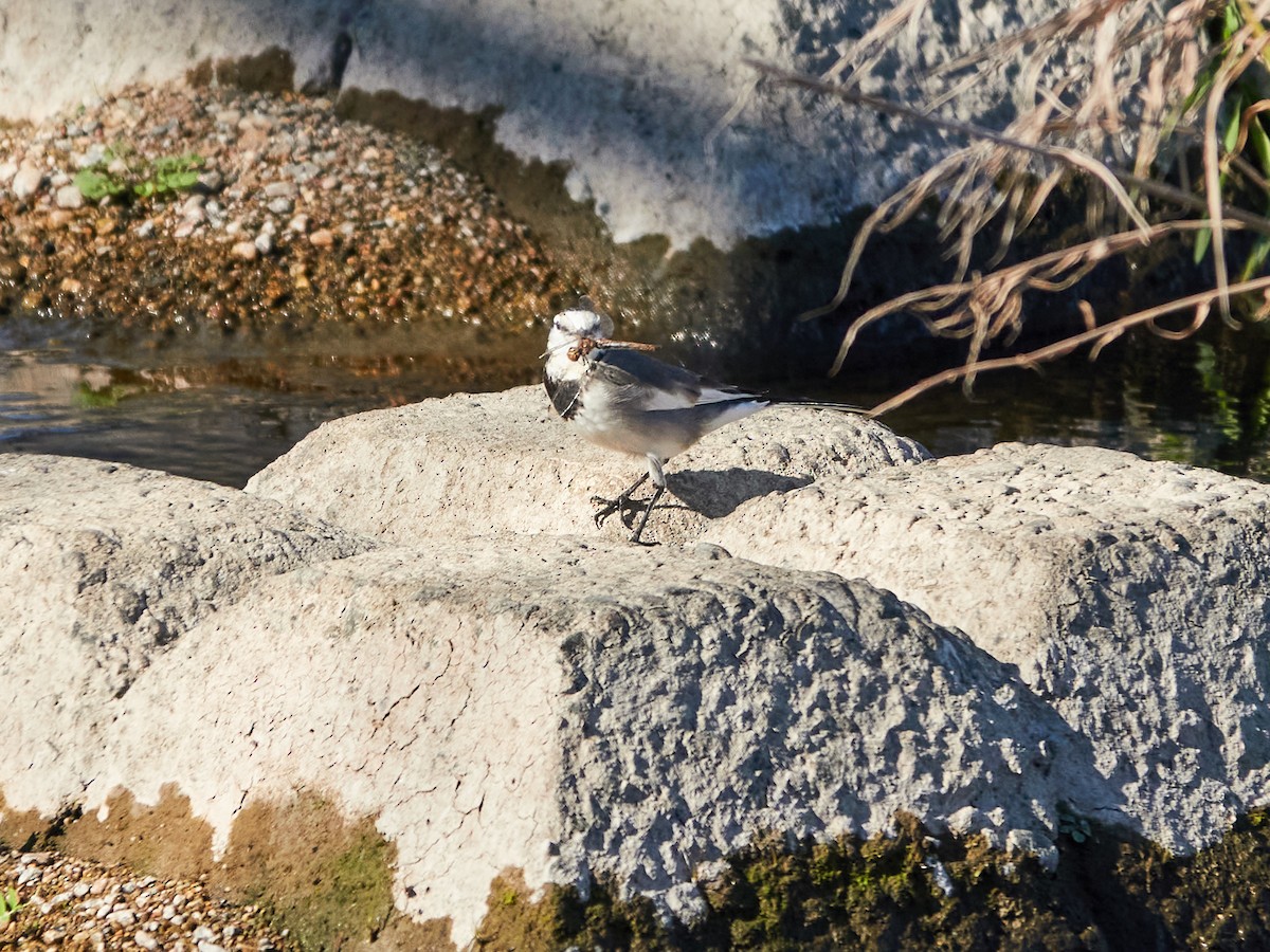 白鶺鴒(黑背眼紋) - ML646885342