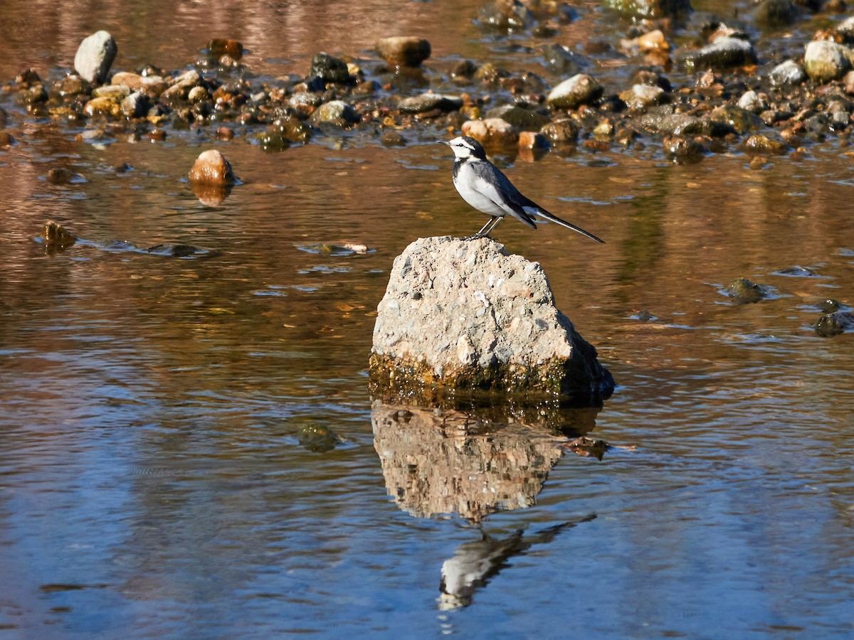 白鶺鴒(黑背眼紋) - ML646885343