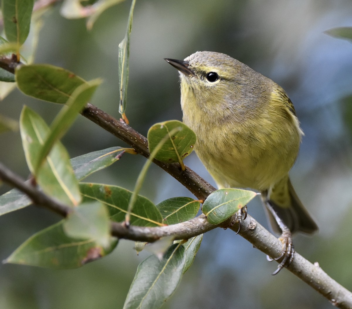 Paruline verdâtre - ML646885345