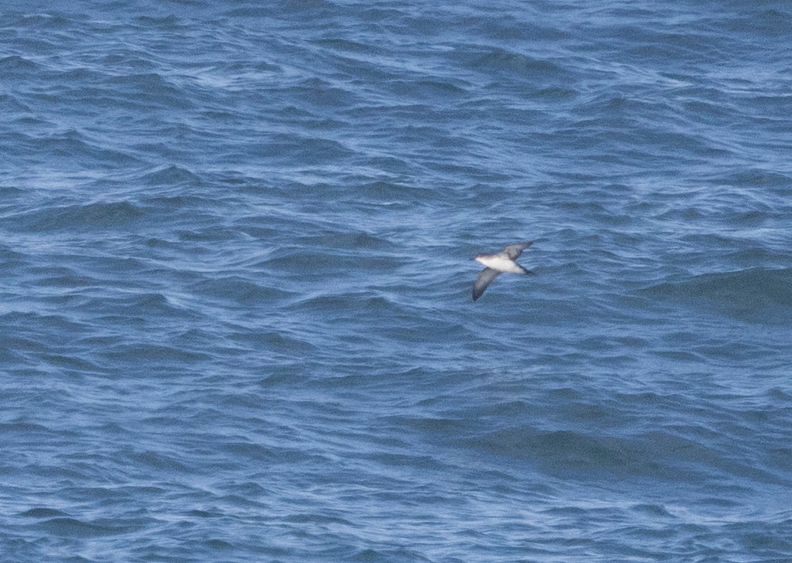 Yelkouan Shearwater - ML646885347