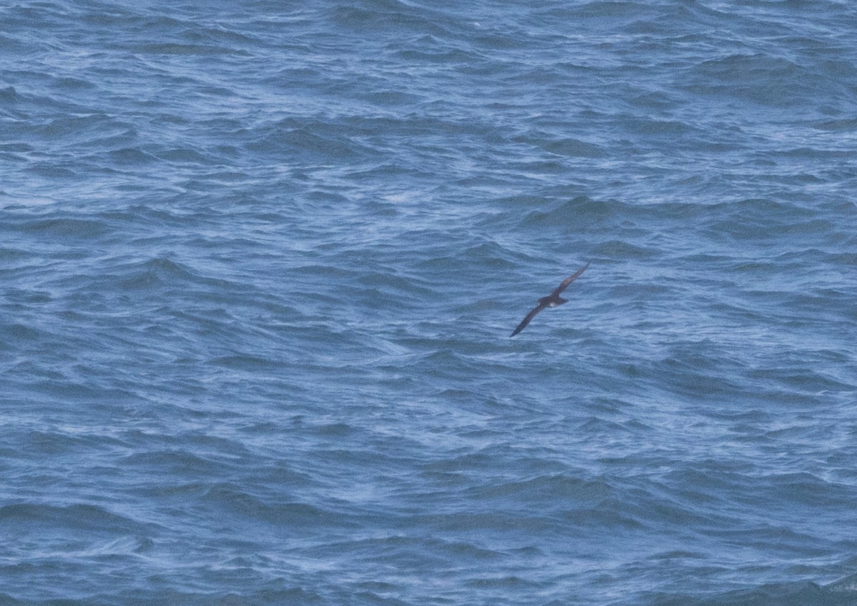 Yelkouan Shearwater - ML646885348