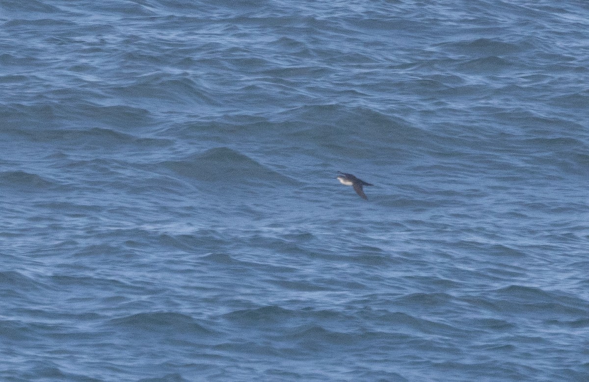 Yelkouan Shearwater - ML646885349