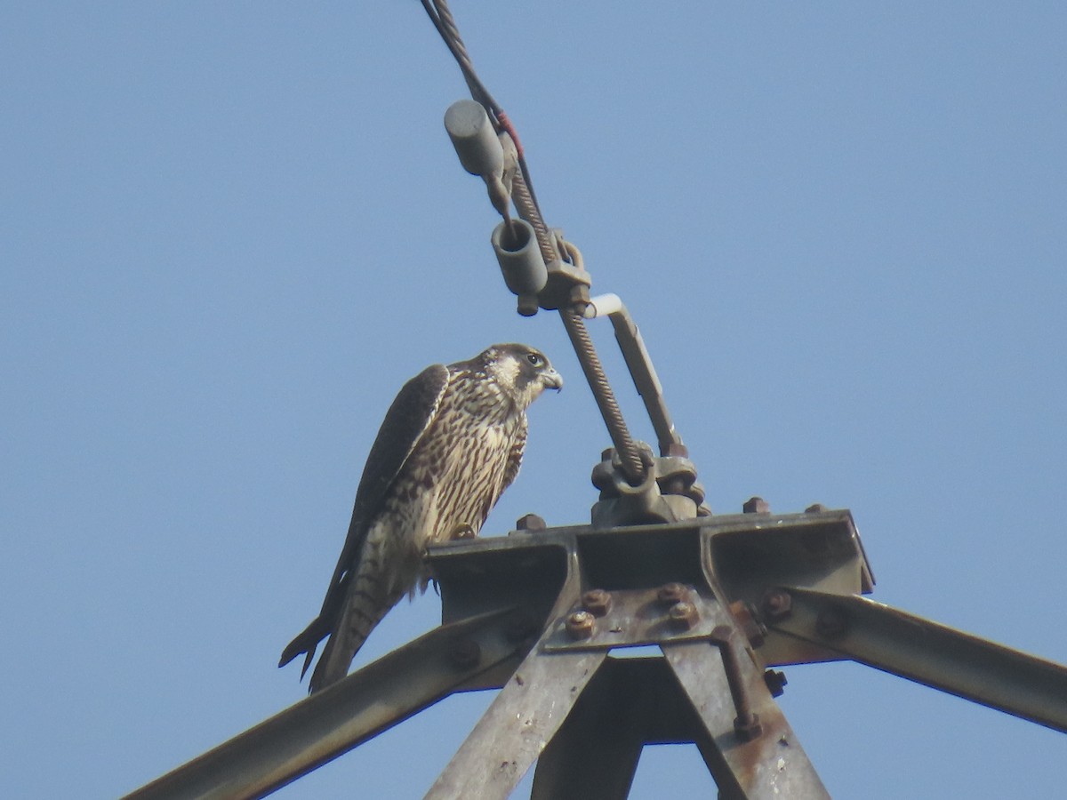 遊隼 - ML646885352