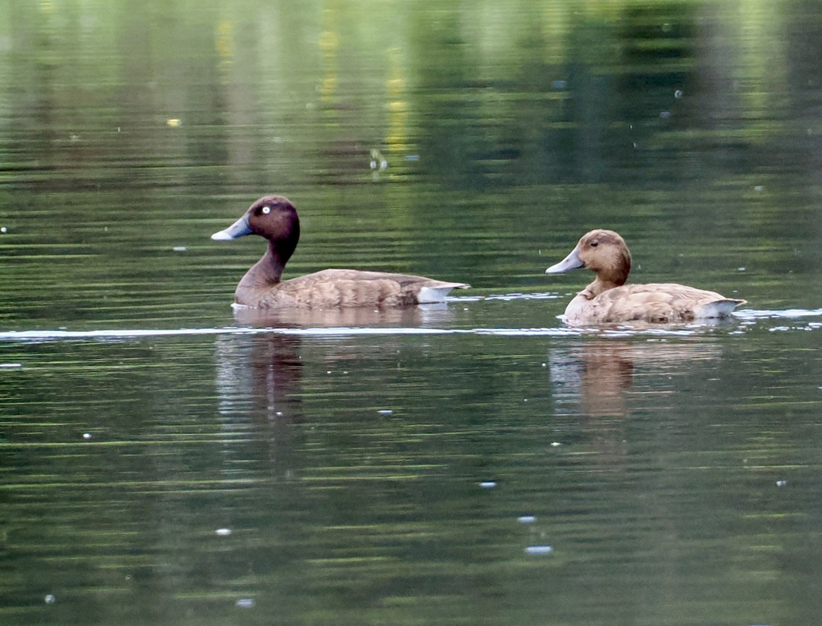 Hardhead - ML646885353