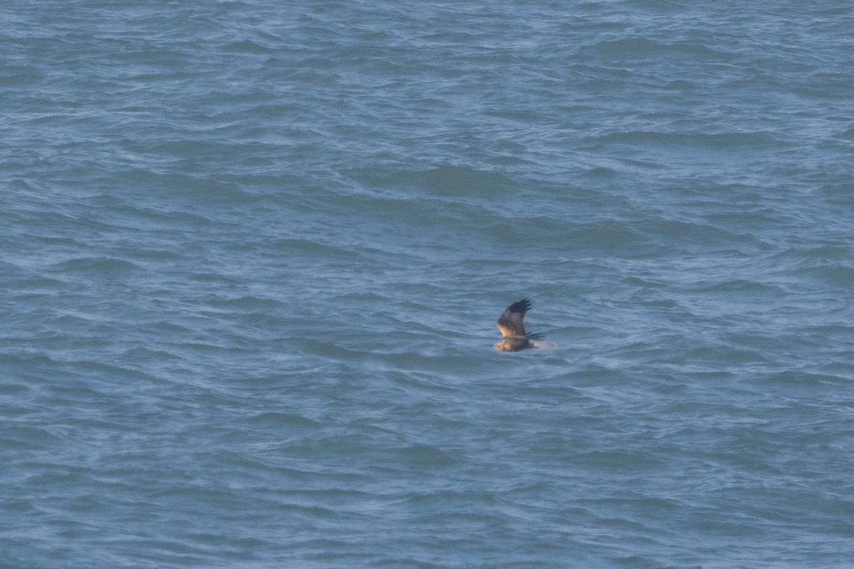 西方澤鵟 - ML646885355