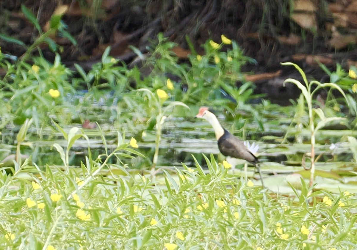 Comb-crested Jacana - ML646885356