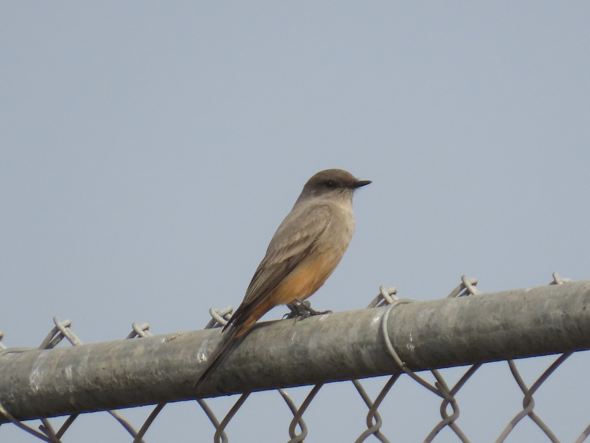 Say's Phoebe - ML646885357
