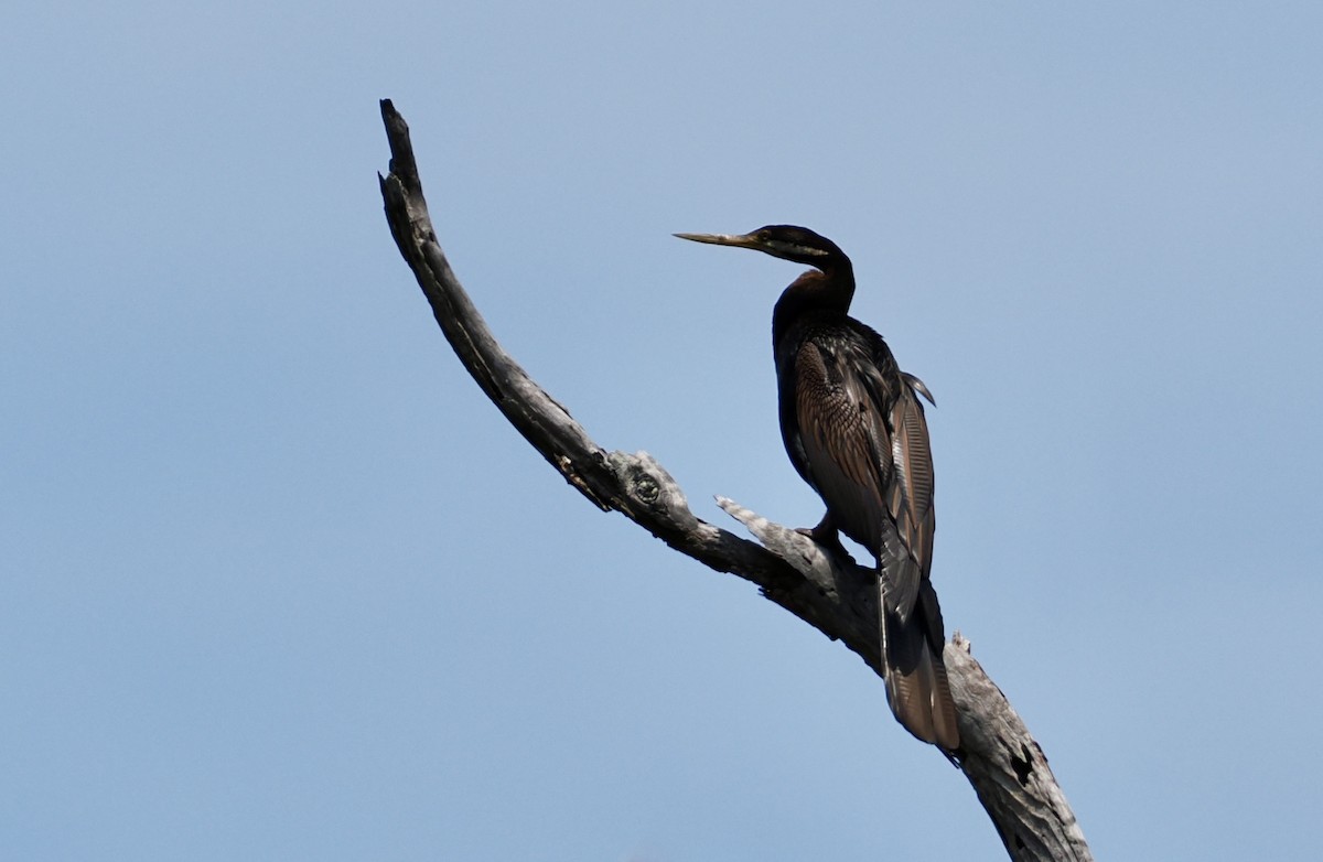 Australasian Darter - ML646885358