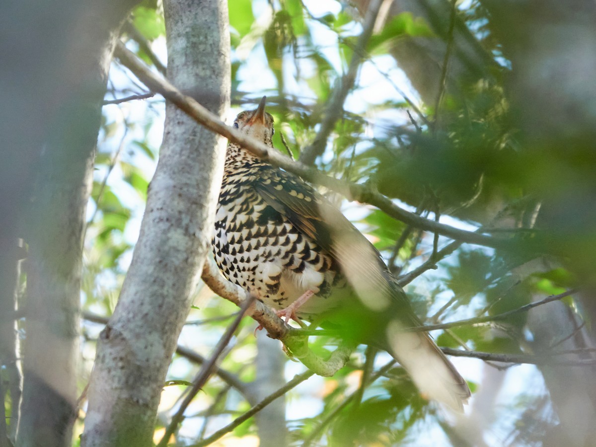 白氏地鶇 - ML646885359