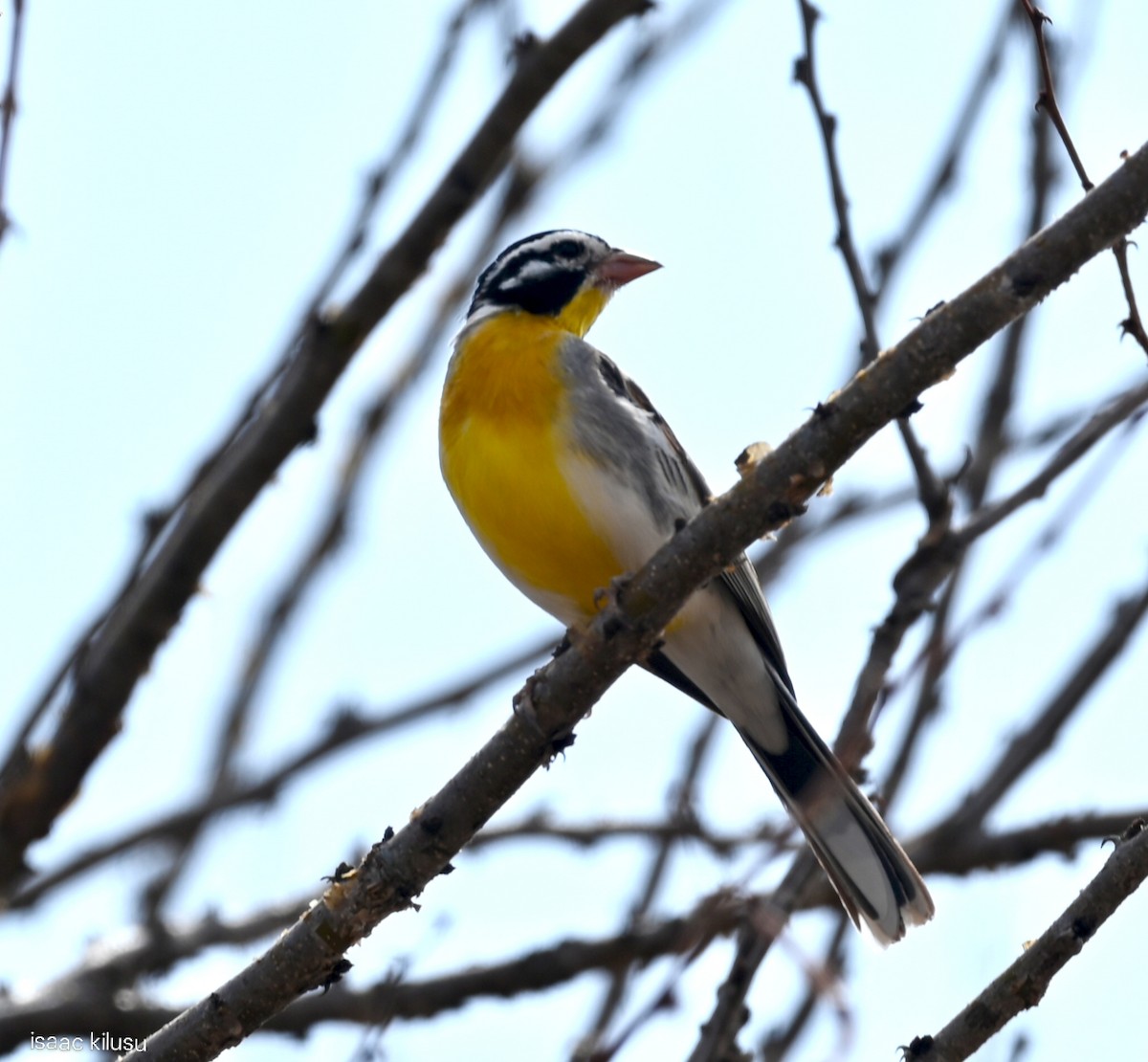 Somali Bunting - ML646885360