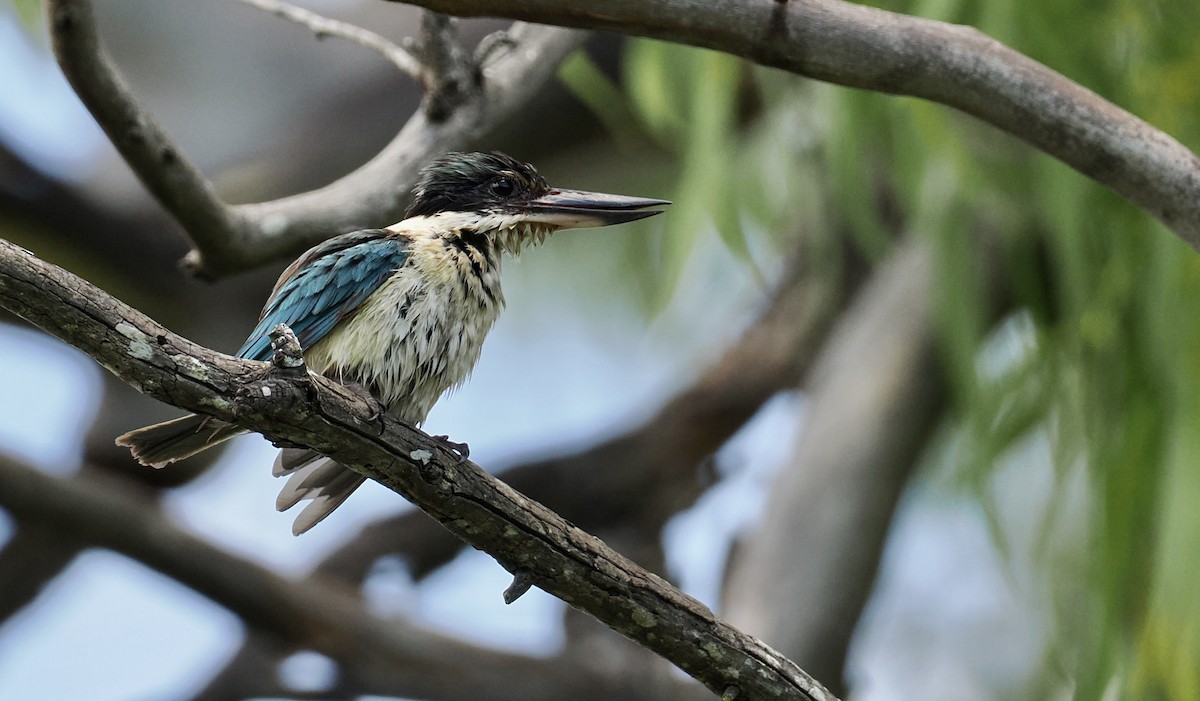 Sacred Kingfisher - ML646885361