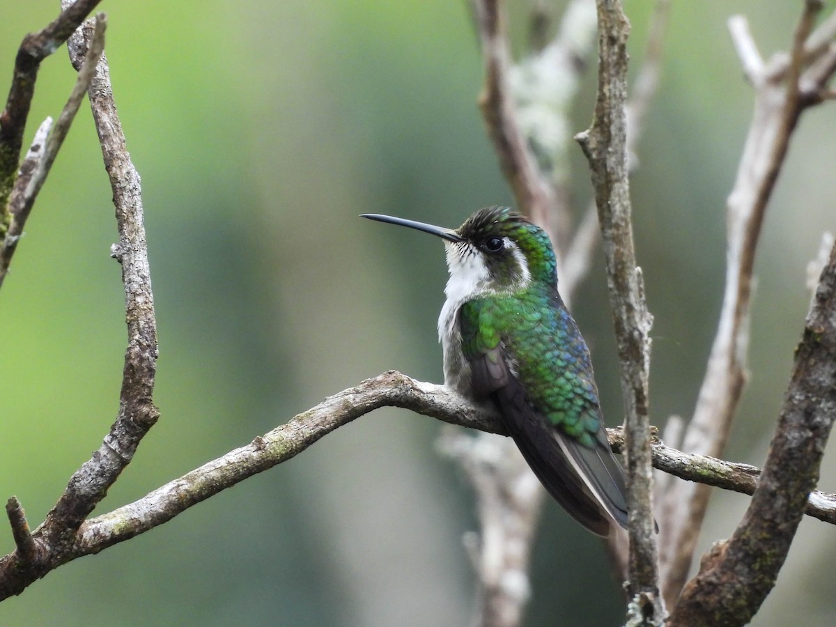 Green-throated Mountain-gem - ML646885362