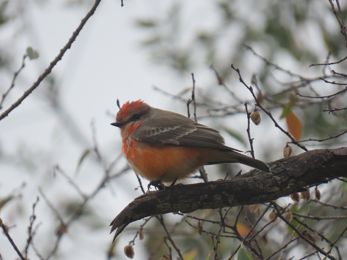 Vermilion Flycatcher - ML646885363