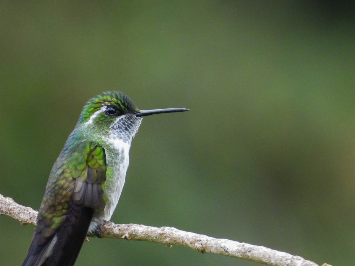 Green-throated Mountain-gem - ML646885364