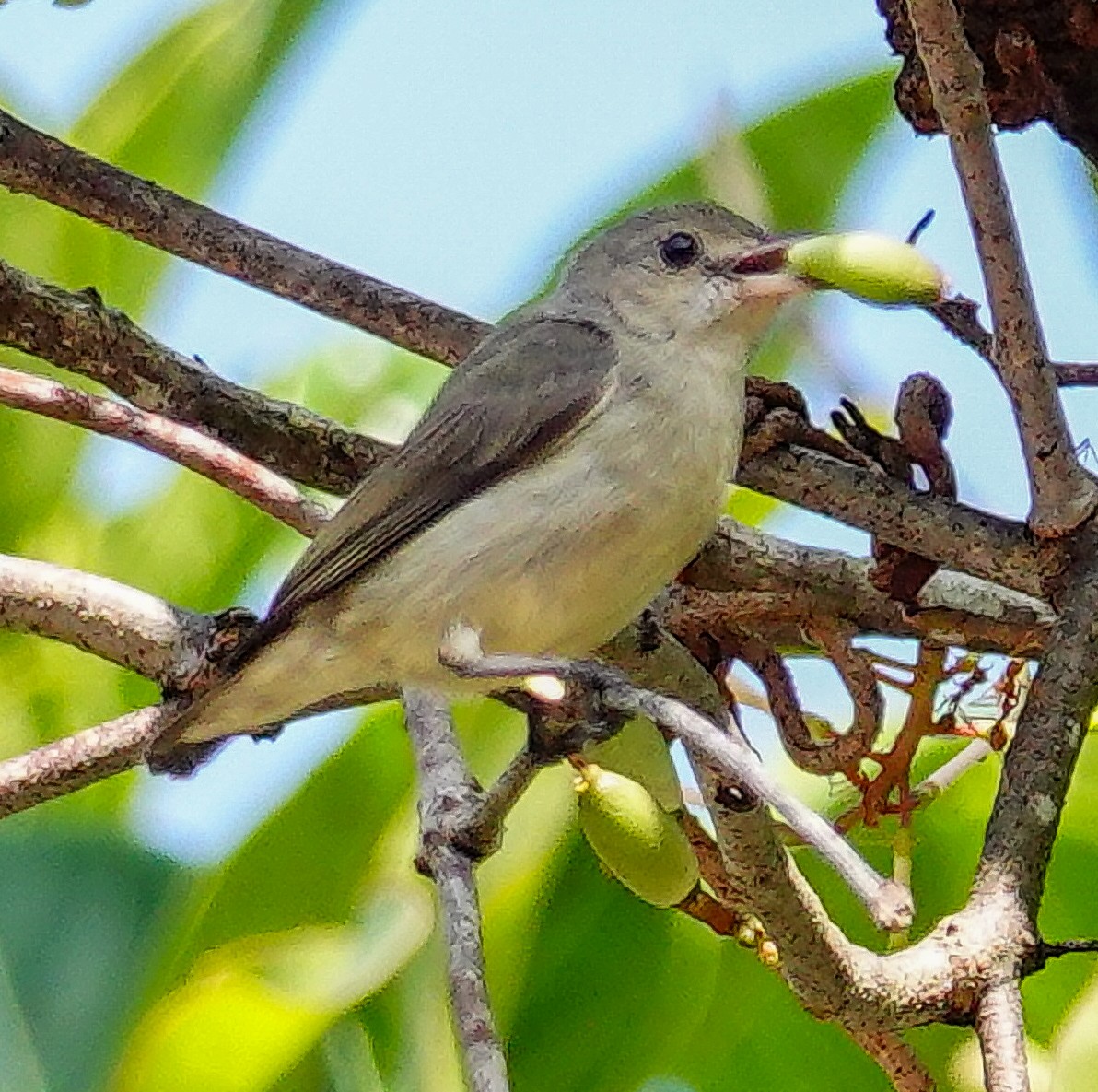 Pale-billed Flowerpecker - ML646885365