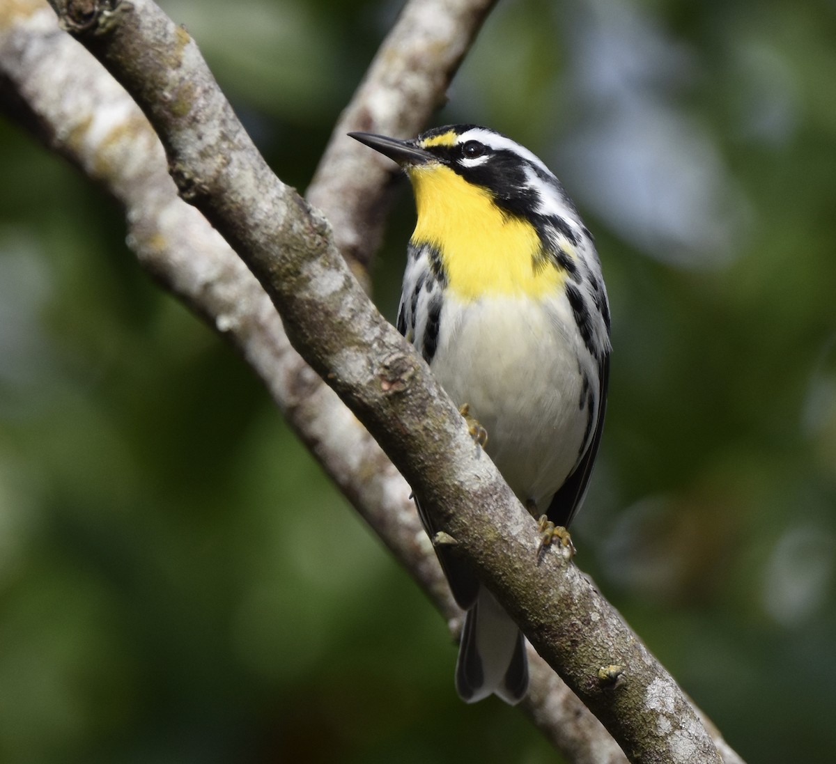 Yellow-throated Warbler - ML646885367