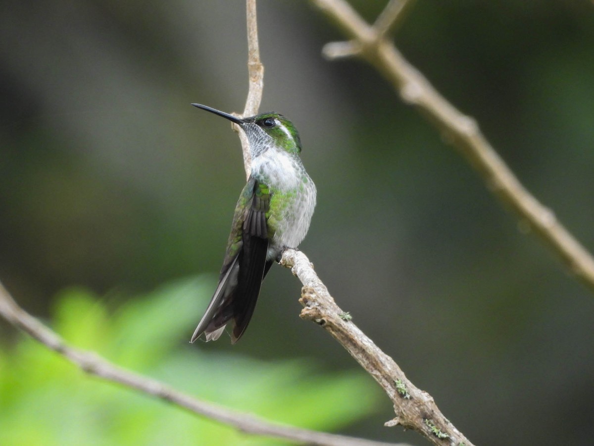 Green-throated Mountain-gem - ML646885368