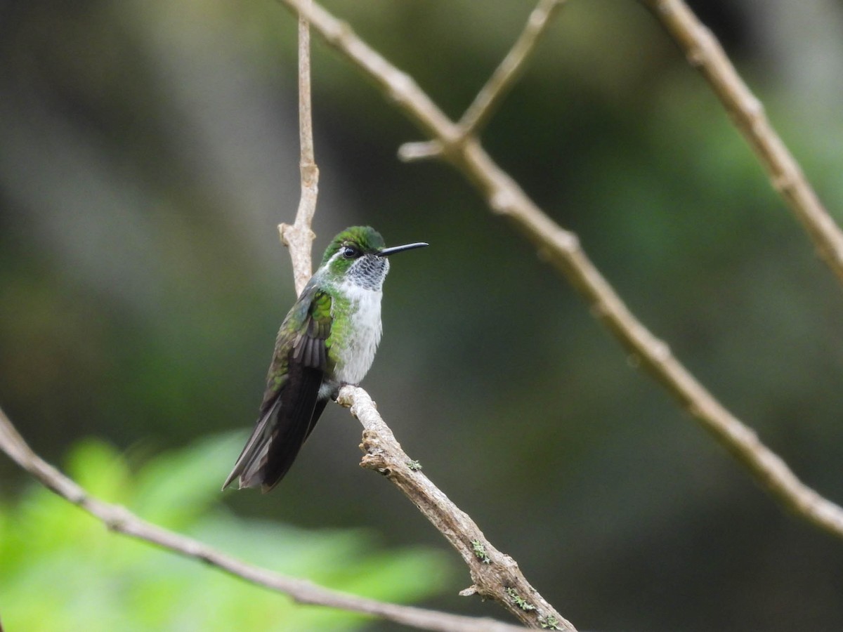 Green-throated Mountain-gem - ML646885369