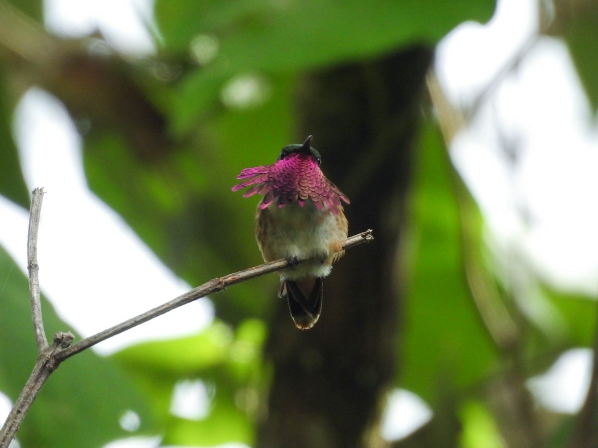 Wine-throated Hummingbird - ML646885371