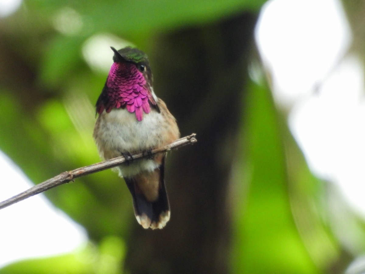 Wine-throated Hummingbird - ML646885372