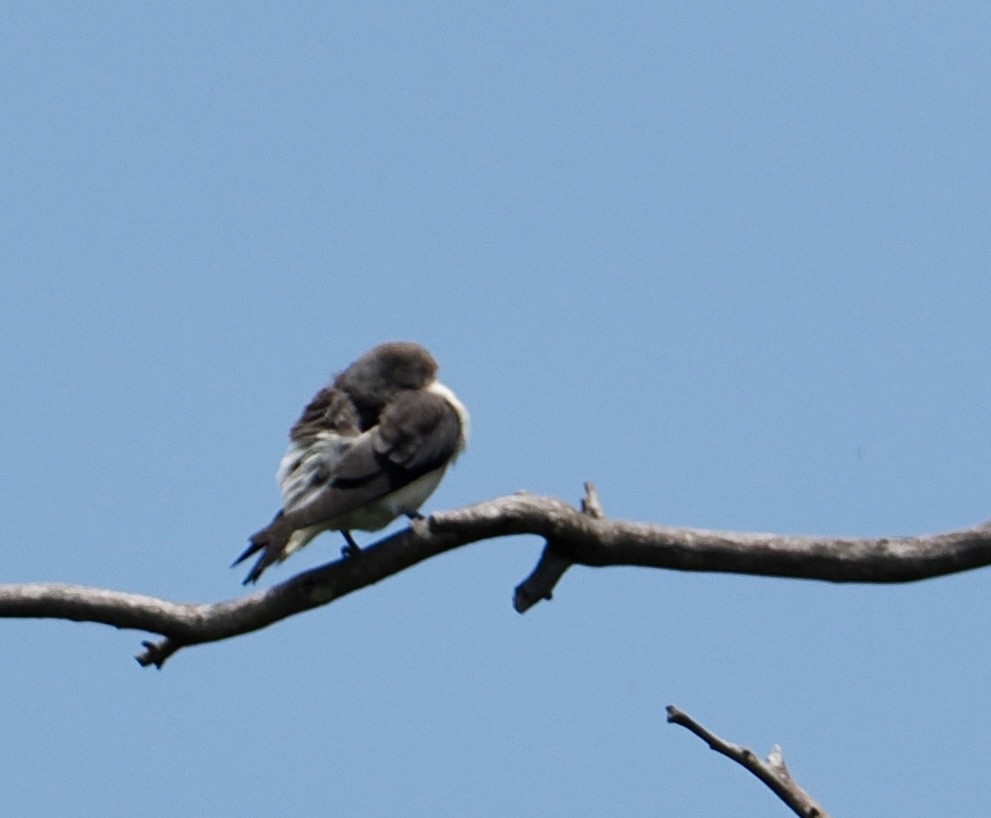 白胸燕鵙 - ML646885373