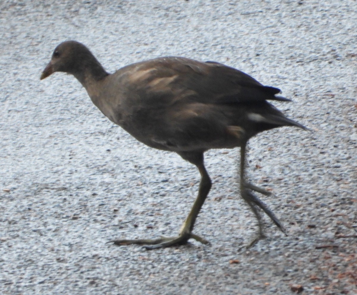 Dusky Moorhen - ML646885374