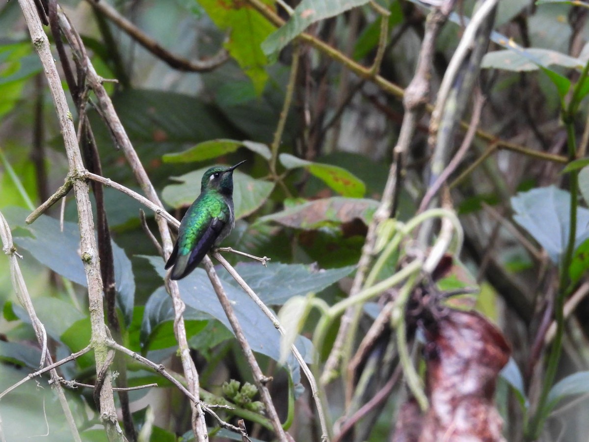 Emerald-chinned Hummingbird - ML646885375