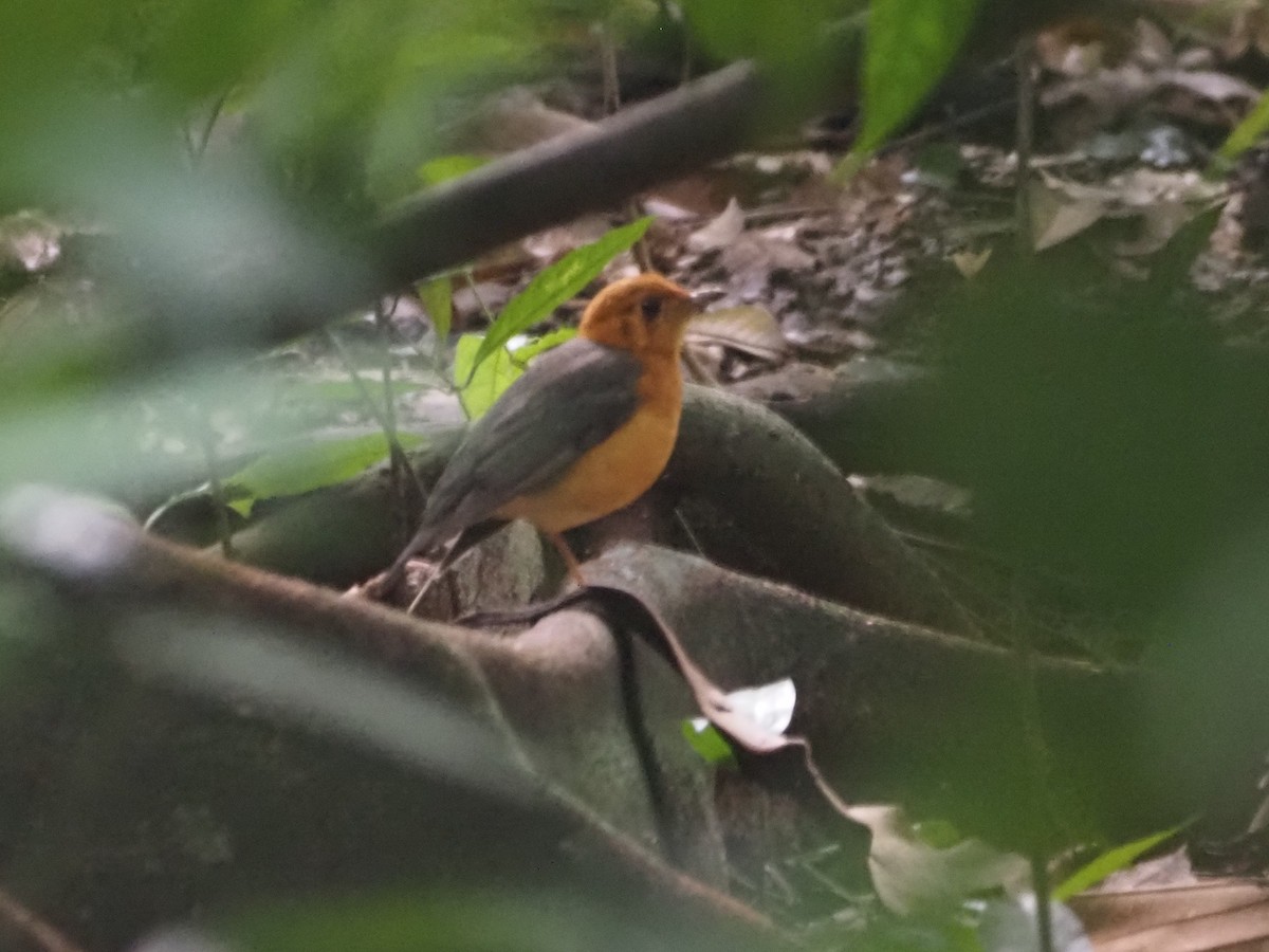 オレンジジツグミ - ML646885379