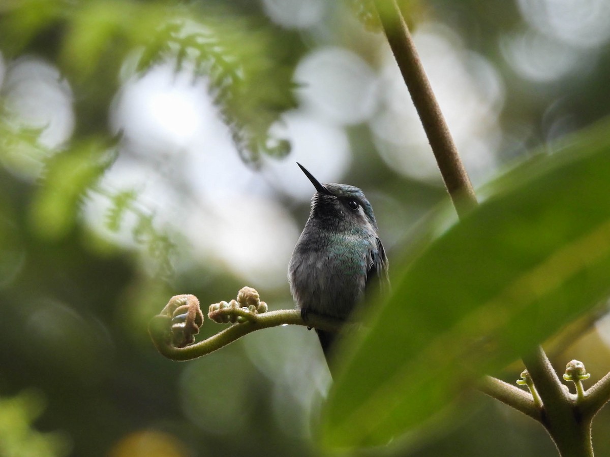 Изумрудогорлый колибри - ML646885380