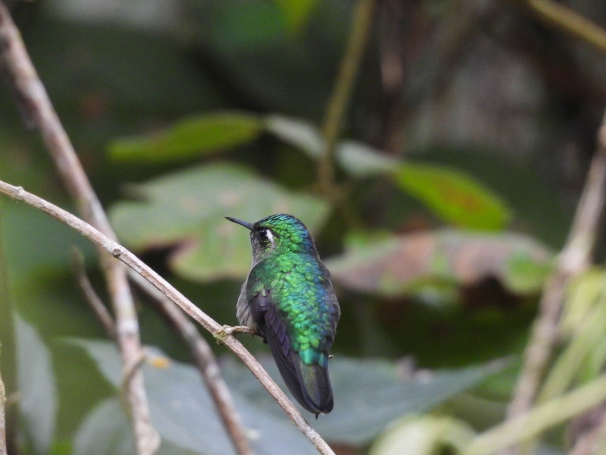 Изумрудогорлый колибри - ML646885381