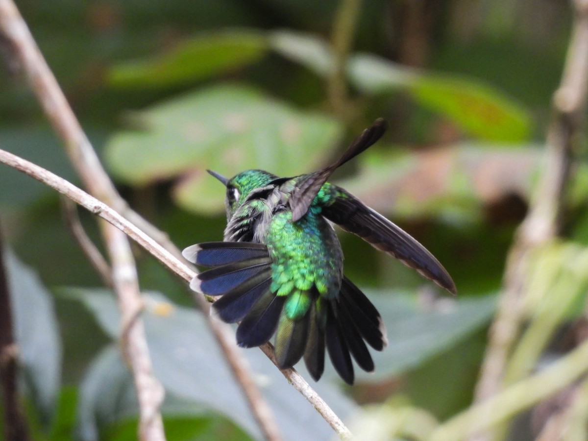 Изумрудогорлый колибри - ML646885382