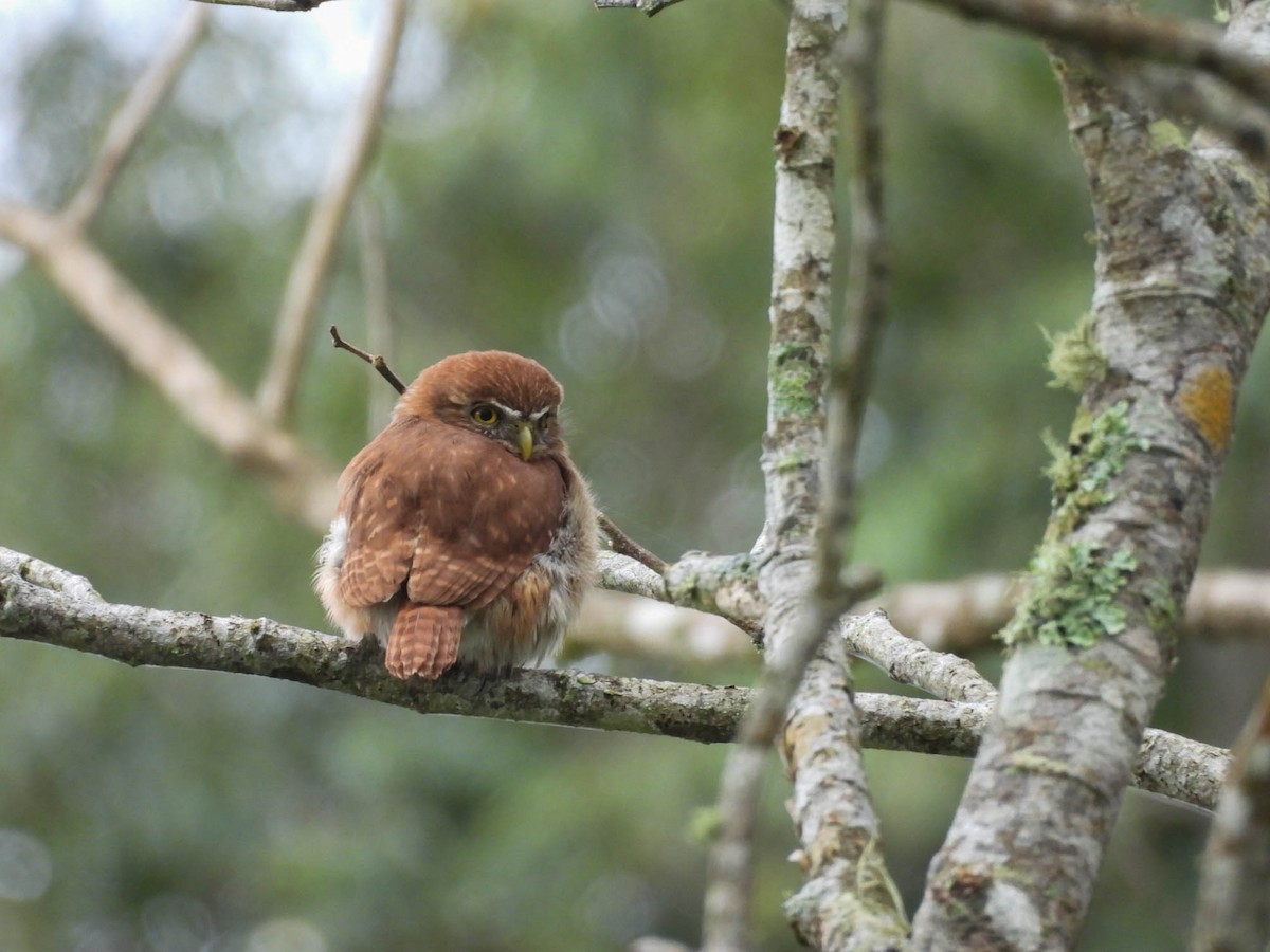 Рыжий сычик - ML646885383