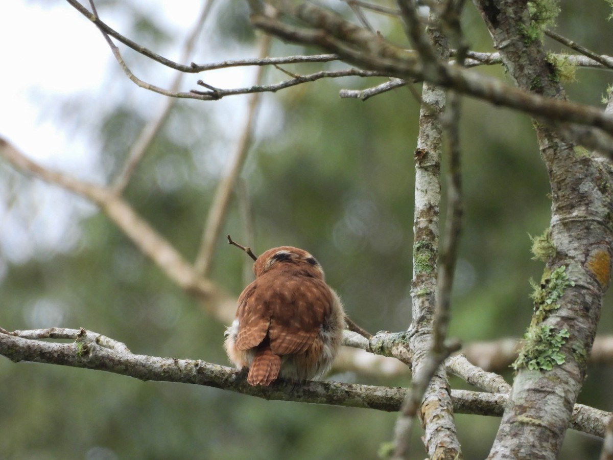 アカスズメフクロウ - ML646885384